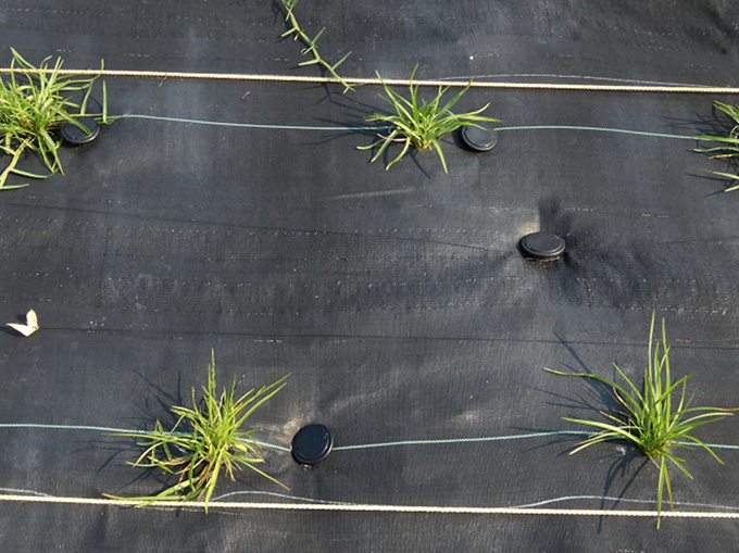 防草・地被植物活着シート|べた～とシート