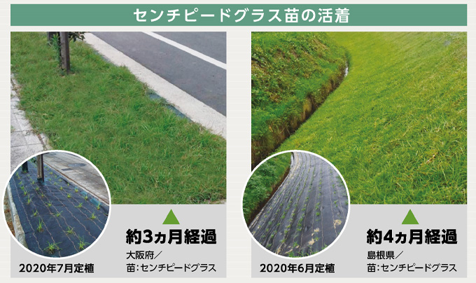 センチピードグラス苗の活着|べた～とシート