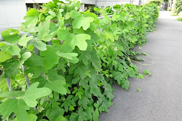 葛登攀対策ネット『バリオスネット』