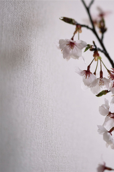 Aoi 葵(KYOTO IZUMI)