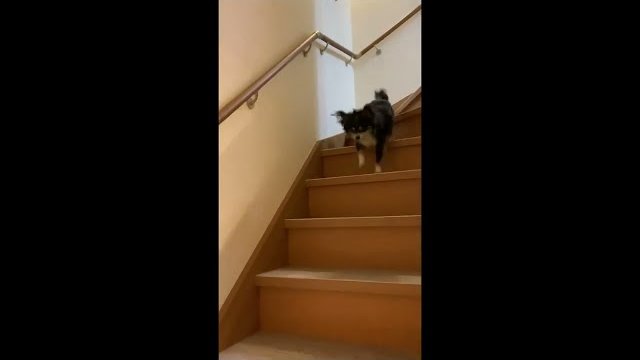 ReFace Sheet 階段施工例