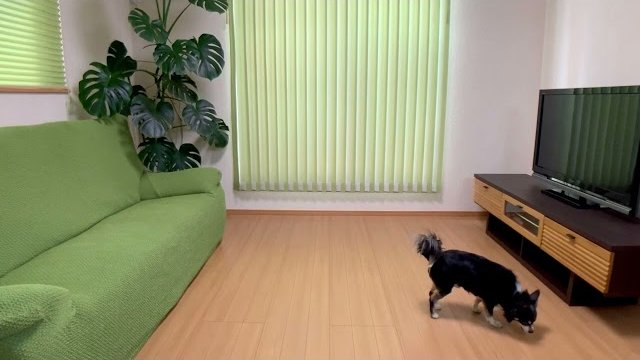 フローリング防滑性