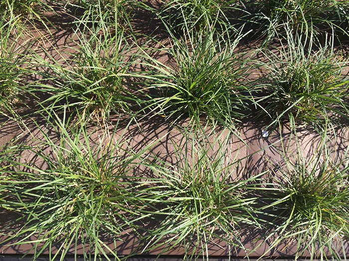 スクエアプランツ