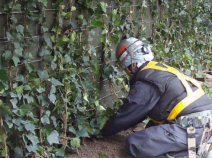 のぼるtoみどり