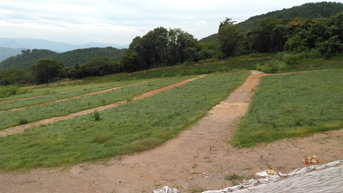 ポリソイル緑化工法(農地整備事例)