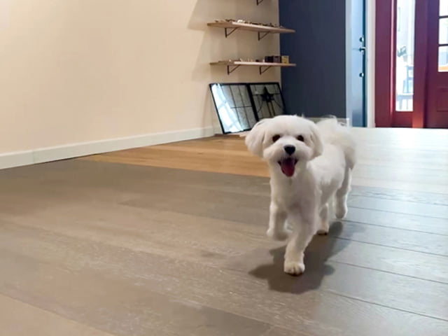 オーク積層フローリング『Quick-Step[クイックステップ]』