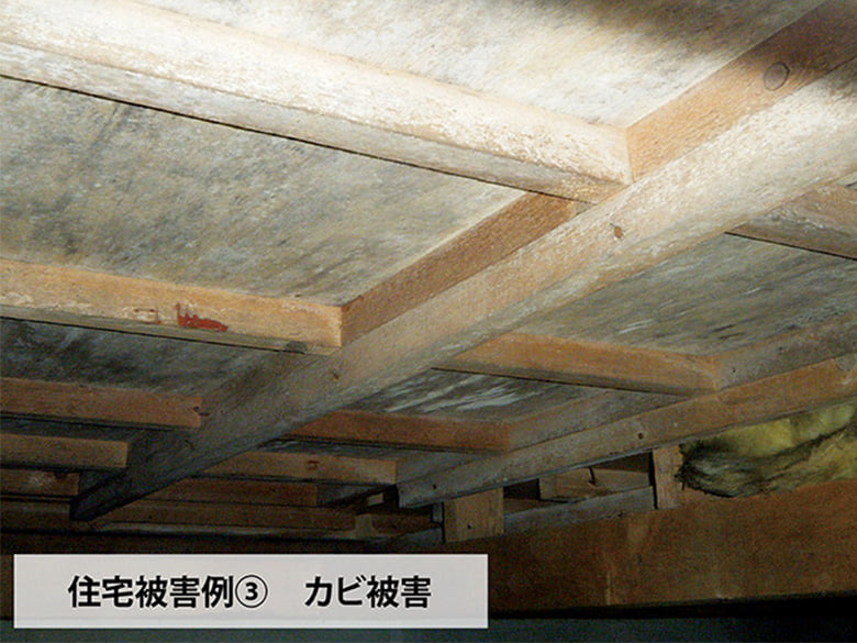床下診断