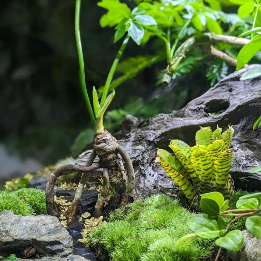 biOrb AIR 60(バイオーブ)