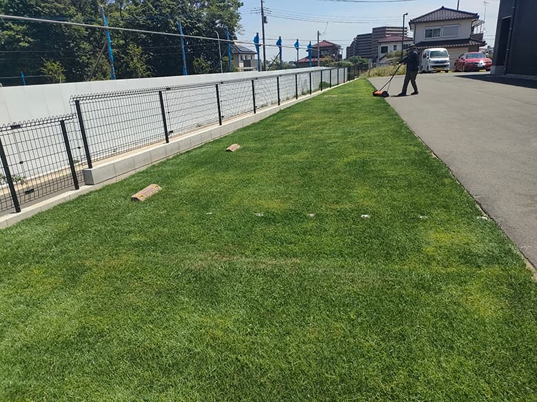 ハイブリッド芝 「プレイマスター」