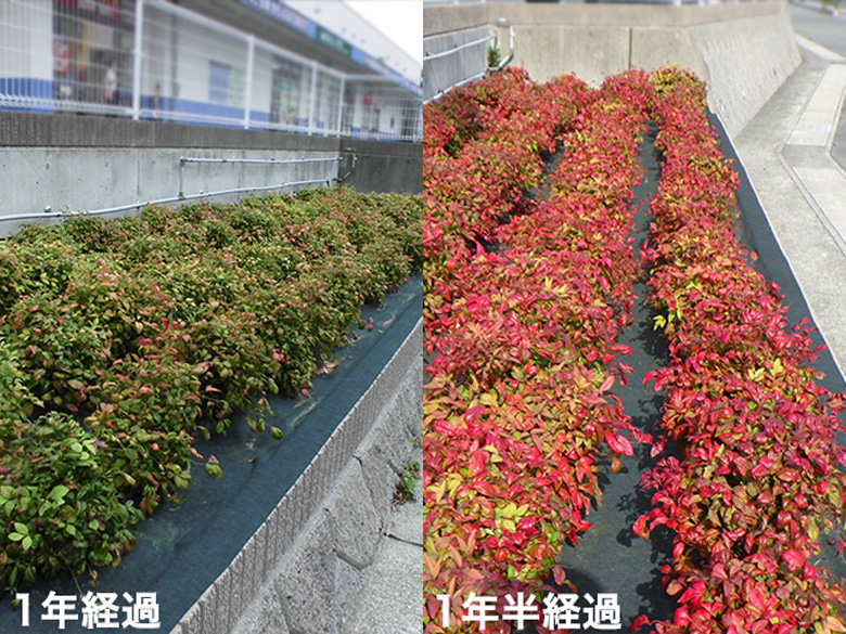 ナックス®︎ G300