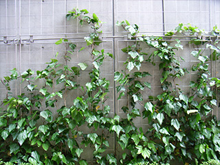 SR-F メッシュ式 壁面緑化