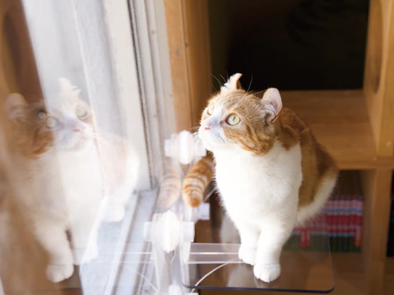 キャットステップ(窓用)「PE4022」