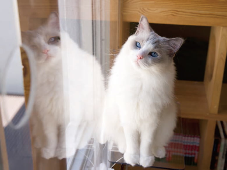 キャットステップ(窓用)「PE4022」