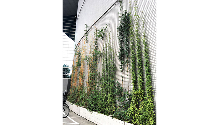 アルティマ壁面緑化システム 緑化用「スパイラルワイヤー」使用