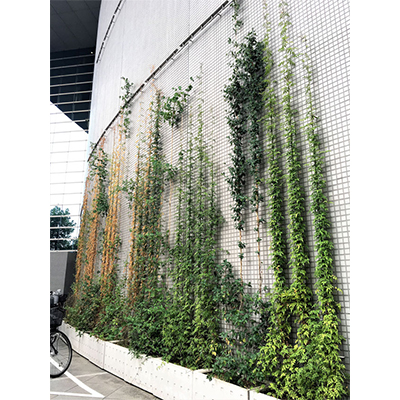 アルティマ壁面緑化システム 緑化用「スパイラルワイヤー」使用