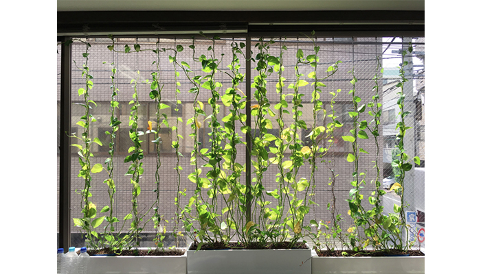 屋内緑化&空間演出 アルティマ グリューネ・フェンスター