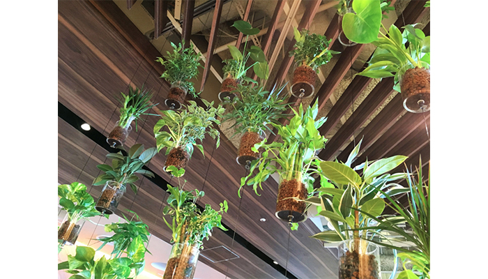 屋内緑化&空間演出 アルティマ グリューネ・フェンスター