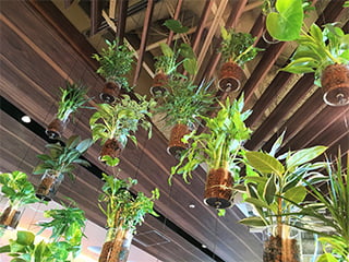 屋内緑化&amp;空間演出 アルティマ グリューネ・フェンスター