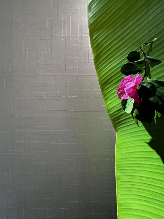 和紙/和紙屋(株式会社杉原商店)